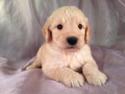 Male Goldendoodle Puppy for sale #14 Born April 10th, 2013|Goldendoodles Puppies by Professional Goldendoodle Breeders